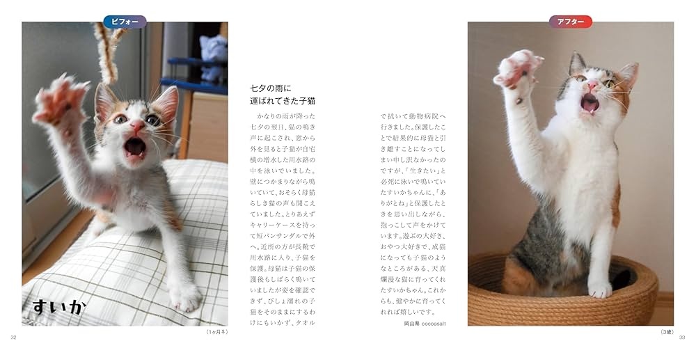 保護猫ちゃん　お幸せに ND496【子猫】幸せストーリー最終回。ぼくら幸せになるよ